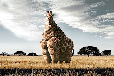 fat giraffe.jpg